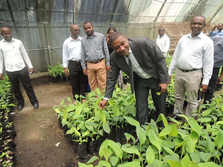 image Lutte contre la famine Le VP Moustadroine Abdou reçoit plusieurs tonnes de semence de banane